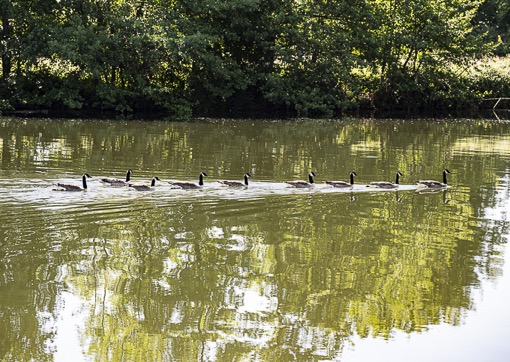 Enten_Seite1